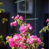 350/021 - GARDEN TRELLIS (500 x 1500mm) lifestyle