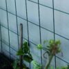 350/023 -GARDEN TRELLIS (900 x 1500mm) Lifestyle