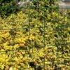 Code: 350/024 Barcode: 6006530009555 Name: Garden Trellis (1100 x 1500mm) Category: Household Size: 1100 mm (w) x 1500mm (h) 5 mm (Diameters wide) Pack size: 5 pack 350/024 - GARDEN TRELLIS (1100 x 1500mm) Lifestyle