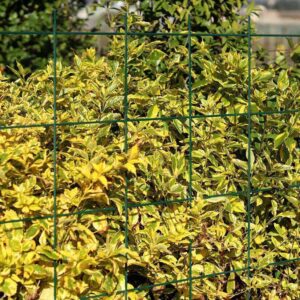 Code: 350/024 Barcode: 6006530009555 Name: Garden Trellis (1100 x 1500mm) Category: Household Size: 1100 mm (w) x 1500mm (h) 5 mm (Diameters wide) Pack size: 5 pack 350/024 - GARDEN TRELLIS (1100 x 1500mm) Lifestyle